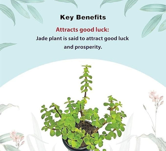 Jade Feng Shui Plant